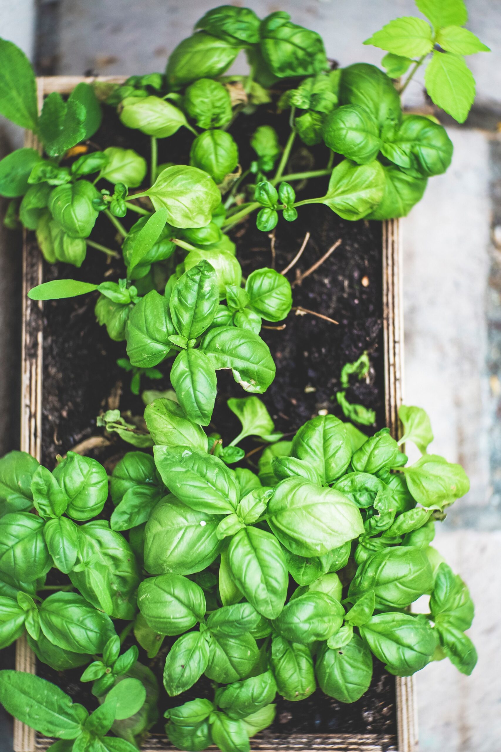 Use basil to aid in the fight & prevention of gout